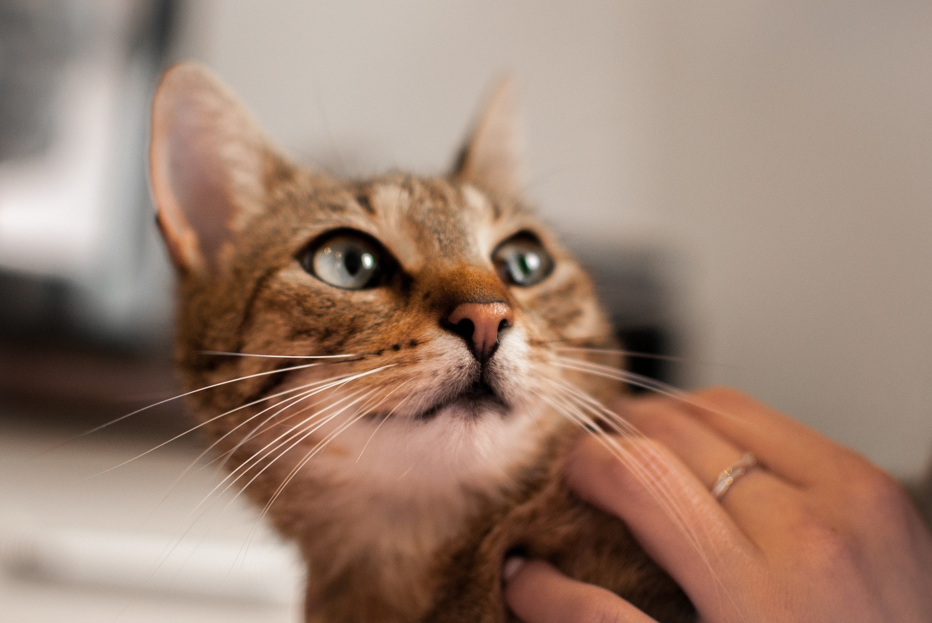 En kat kan ikke vaccineres, hvis dyret er sygt. Husk at rense dyret før hver vaccination.